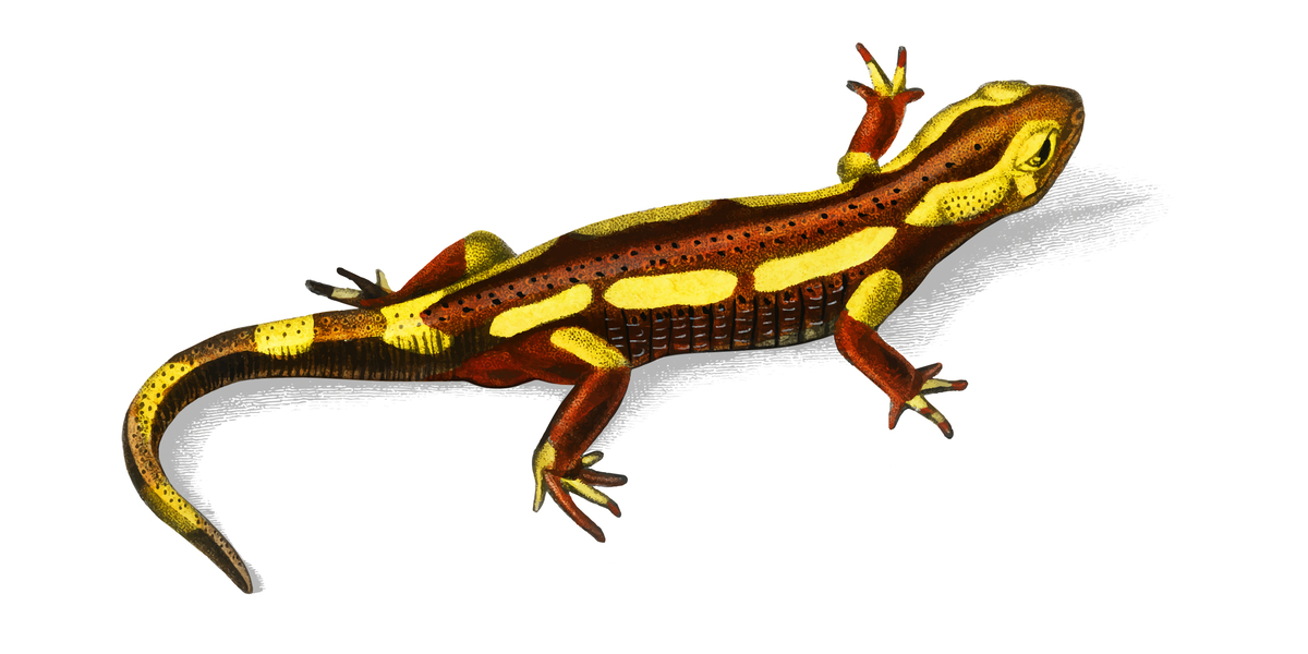 Lizard vector