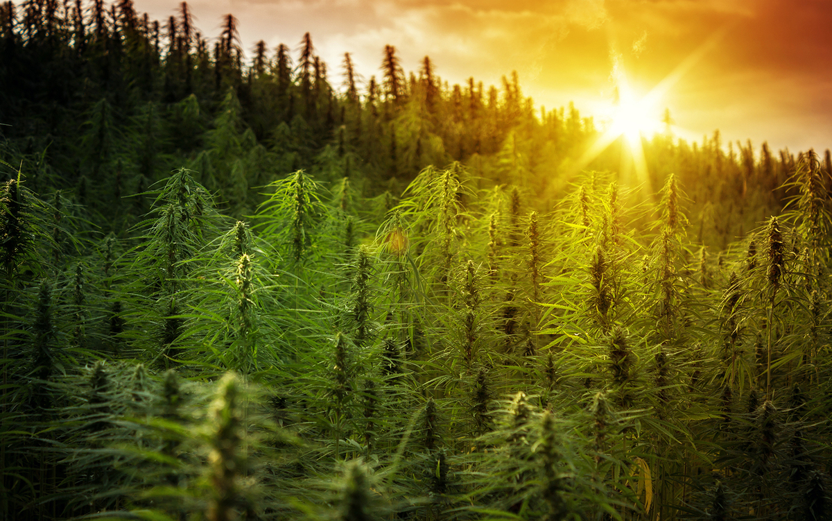 Facts about Hemp Cannabis Trades Association