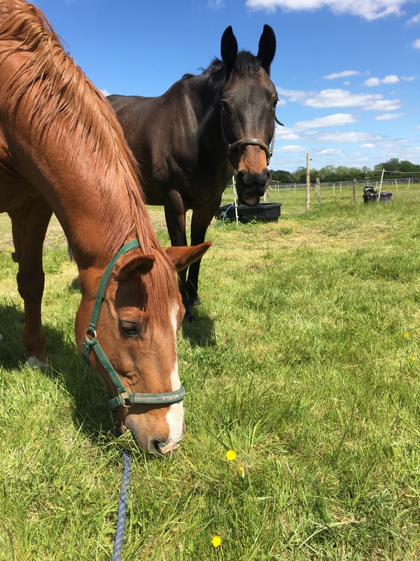 Horse welfare matters | Happiness Horsebox CIC