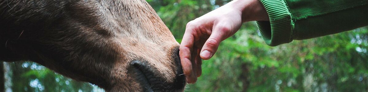 Picture of a hand being nuzzled by a horse