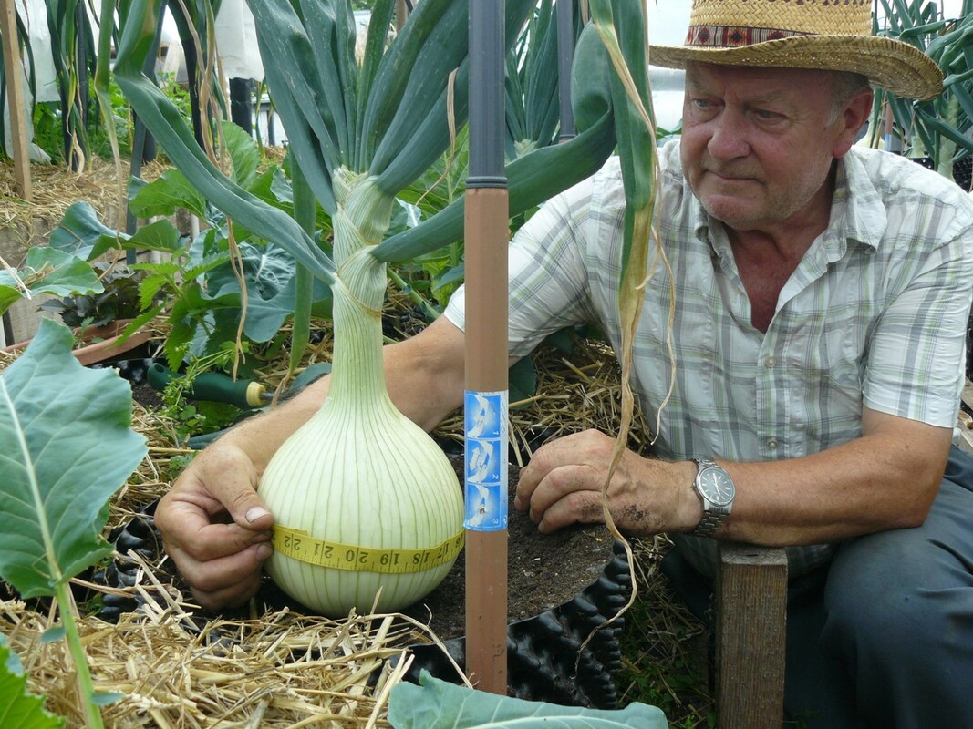 David Metcalfe on Growing Large Exhibition Onions National Vegetable