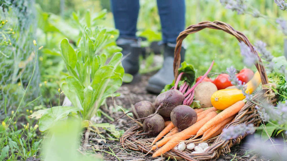 Allotment growing